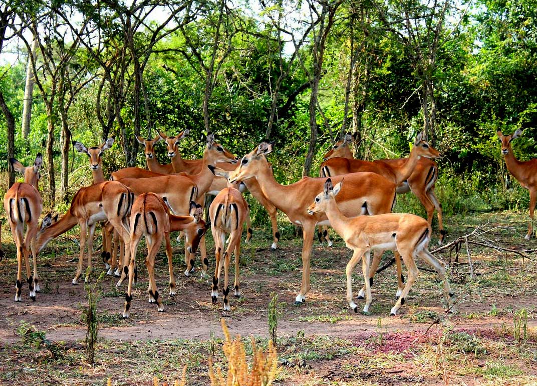 2-days-lake-mburo-national-park-safari