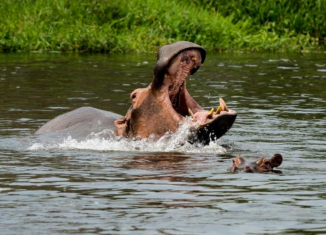 2-days-queen-elizabeth-national-park-safari