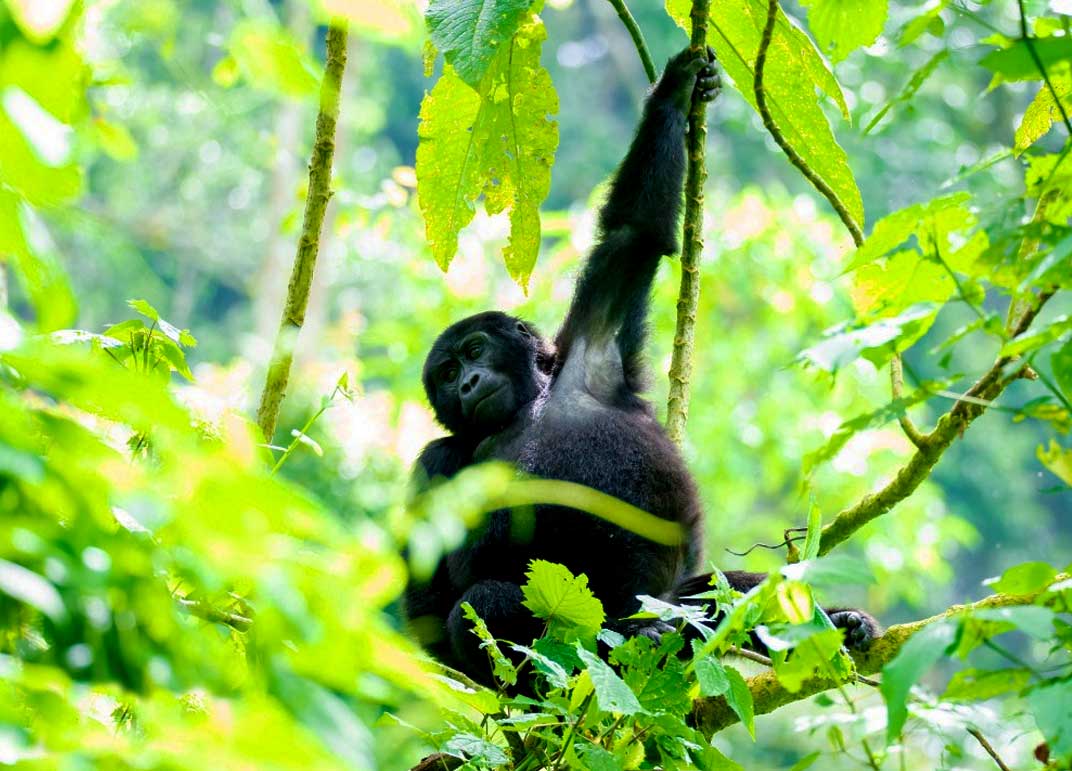 3-day-mgahinga-gorilla-trekking-safari
