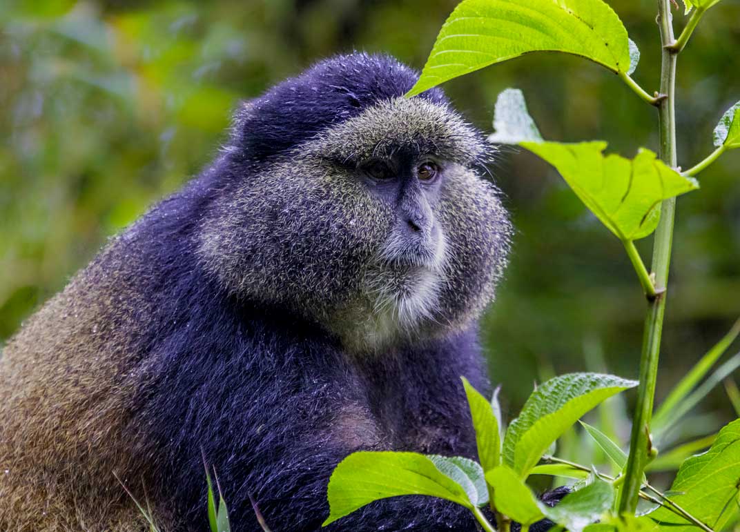 3-days-rwanda-gorilla-and-golden-monkey-tracking-tour