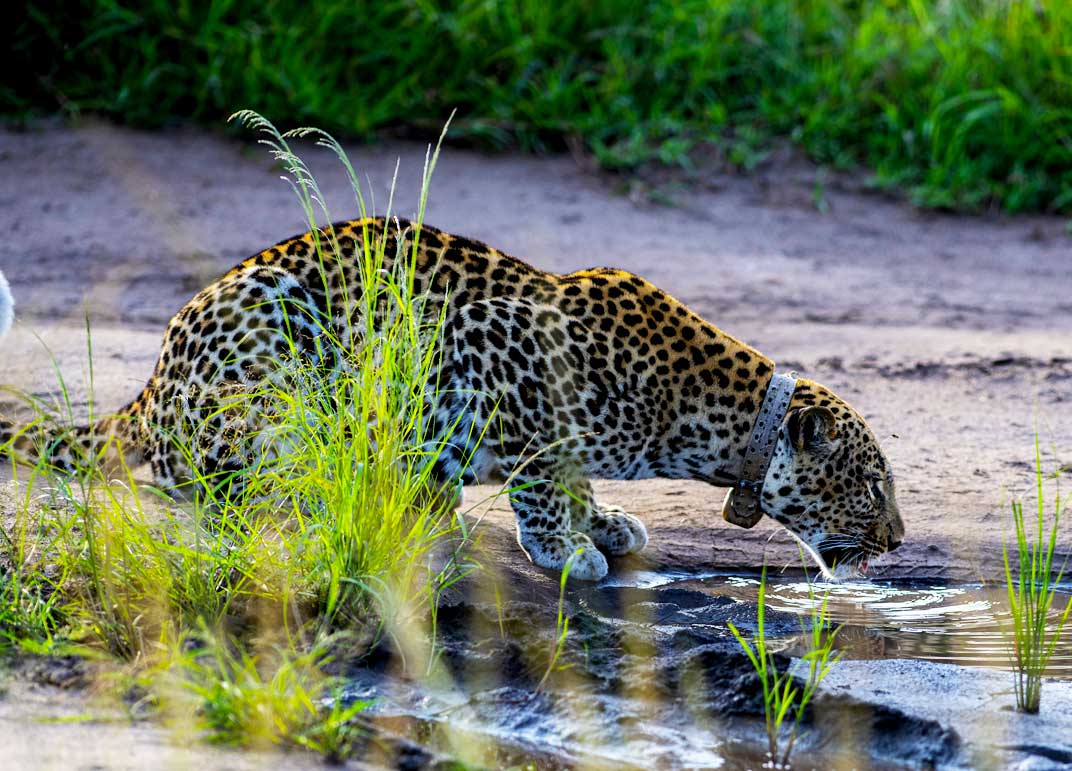 5-days-uganda-chimpanzee-and-wildlife-safari